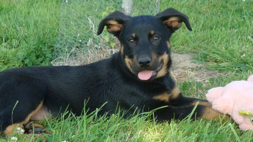 Beauceron